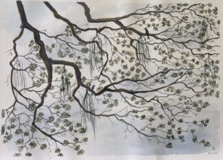 Árvore velha (2851)